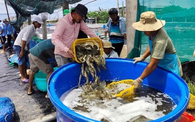 Giá tôm liên tục giảm, nhiều hộ nuôi tôm tại Bạc Liêu bỏ vụ, treo ao