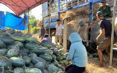 Bình Định: Dưa hấu vừa mất mùa vừa mất giá, nông dân "khóc ròng"