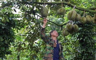 Sầu riêng “sốt giá”, doanh nghiệp gặp khó với bài toán thu mua