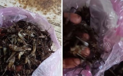 "Đặc sản" bò chi chít trên cây, trước không ai ăn nay giá nửa triệu/kg