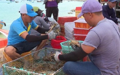 Tôm hùm bông rớt giá mạnh, người nuôi lao đao