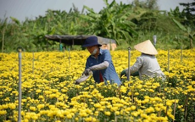 Thị trường hoa, cây cảnh Tết: Nơi trúng mùa, nơi "thấp thỏm"