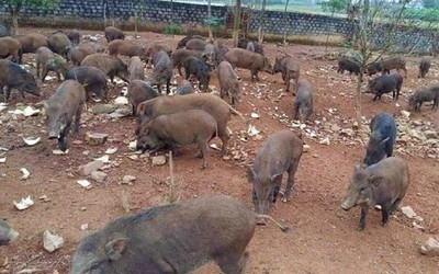 Anh nông dân “đếm tiền mỏi tay” nhờ nuôi lợn theo chế độ ăn “đặc biệt”