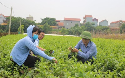 Hà Nội: Đảm bảo nguồn rau xanh phục vụ Tết