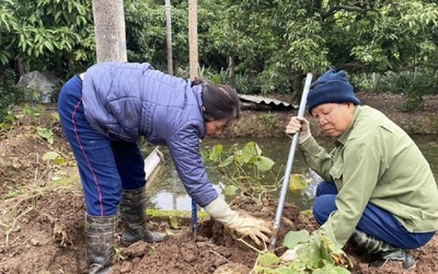 Lão nông nhẹ nhàng đút túi 150 triệu đồng nhờ trồng loại củ vừa lạ vừa quen