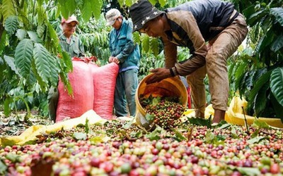 Tháng 1/2024, xuất khẩu cà phê tăng mạnh về lượng và kim ngạch