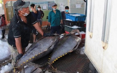 Thị trường Chile mở rộng cửa cho cá ngừ Việt Nam