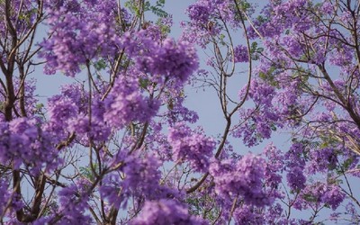 Lý do hoa phượng tím ở Mexico nở sớm bất thường