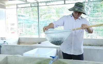 Anh nông dân đút túi 2 tỷ đồng/năm nhờ nuôi con “đặc sản” trong bể xi măng