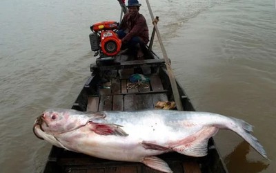 1/5 số loài cá ở sông Mê Kông có nguy cơ tuyệt chủng
