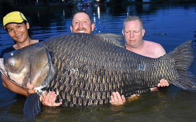Người đàn ông câu được con cá chép khổng lồ nặng 105 kg