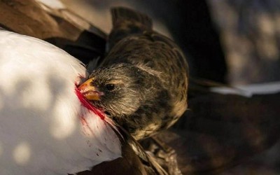 Loài chim quý chỉ có ở một quốc gia, chuyên uống máu để sống sót