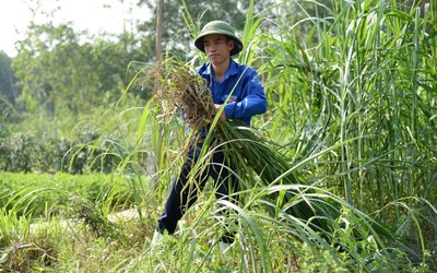 Anh nông dân thu hàng trăm triệu đồng nhờ nuôi loài vật"ham ăn rau cỏ"