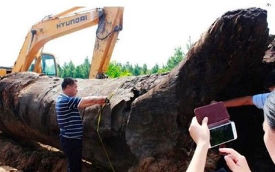 Anh nông dân đào được khúc gỗ dài 24m tỏa mùi thơm “lạ”, trị giá gần 1.800 tỷ đồng