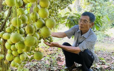 Lão nông U80 kiếm tiền tỷ nhờ trồng cây theo kiểu "chẳng giống ai"