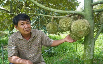 Lão nông kiếm hơn 2 tỷ/năm nhờ làm “điều đặc biệt” ở vườn sầu riêng