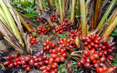 Loại quả xưa chín rụng bạt ngàn nay thành đặc sản có vị "lạ", 200.000 đồng/kg