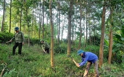 Ngành lâm nghiệp Việt Nam sẵn sàng thích ứng với EUDR