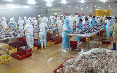 Xuất khẩu surimi của Việt Nam: Tiềm năng và thách thức