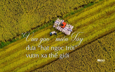 [E] “Vua gạo” miền Tây đưa “hạt ngọc trời” vươn xa thế giới