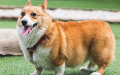 Clip: Khoảnh khắc đáng yêu khi chó Corgi cố gắng uống nước từ vòi phun