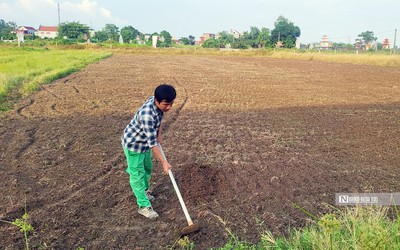 Hải Phòng: Gỡ khó để nông dân làm giàu trên ruộng bỏ hoang