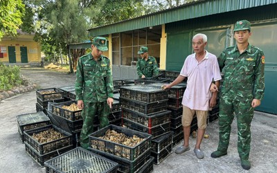 Quảng Ninh: Thu giữ gần 18.000 gà giống không rõ nguồn gốc xuất xứ