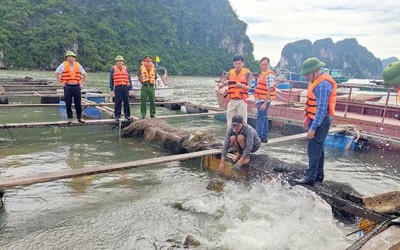 Quảng Ninh: Hơn 200 ha nuôi trồng thủy sản trái phép trên vịnh Hạ Long