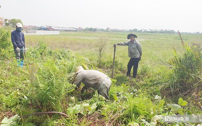 Người dân Hải Phòng kiếm tiền triệu mỗi ngày nhờ đi săn chuột đồng