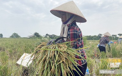 Hải Phòng: Nông dân thu tiền tỷ nhờ cấy lúa trên ruộng rươi