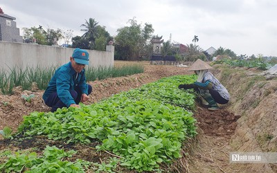 Hải Phòng: Thuốc lào tiến vua giá tiền triệu mỗi kg vẫn cháy hàng