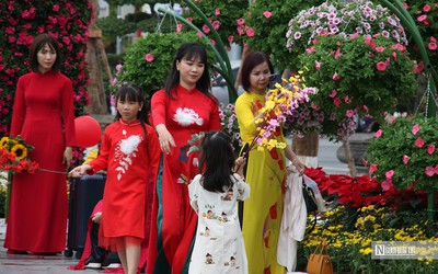 250.000 cây hoa tô sắc thắm trung tâm Hải Phòng
