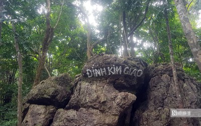 Thăm cánh rừng kim giao - “báu vật” của Vườn quốc gia Cát Bà