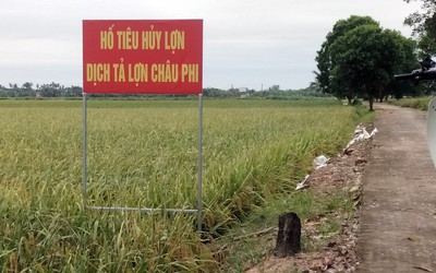 Hải Phòng: Ngăn chặn không để dịch tả lợn châu Phi lan rộng