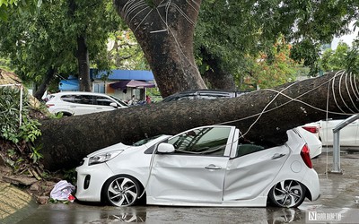 Cây cổ thụ bật gốc đè bẹp ô tô con tại Hải Phòng