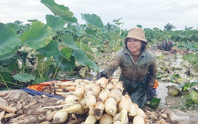 Hải Phòng: Gặp gỡ vợ chồng tỷ phú trên đất trồng sen