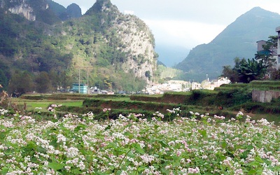 Lễ hội hoa tam giác mạch Hà Giang: Cao nguyên đá rực rỡ những mùa hoa