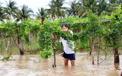 Mưa lũ gây thiệt hại nặng nề tại Khánh Hòa và Ninh Thuận