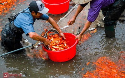 Làng nghề cá chép đỏ nhộn nhịp trước Tết ông Công, ông Táo