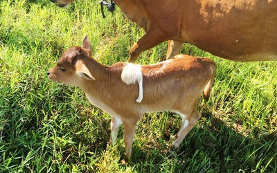 Chiêm ngưỡng chú bê có chân thứ 5 mọc trên... lưng