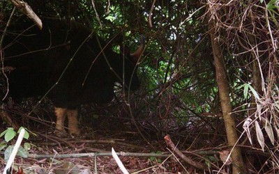 Đặt bẫy ảnh, phát hiện hàng chục cá thể bò tót sống trong VQG Phong Nha – Kẻ Bàng