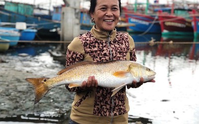 Ngư dân bắt được cặp cá nghi quý hiếm, 1kg bong bong có giá 1 tỷ đồng