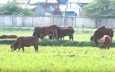 Hàng chục trâu bò bị trộm trong đêm, dân hoang mang tìm cách bảo vệ