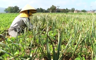 Cận cảnh công đoạn thu hoạch thứ cây gia vị cho thu nhập hàng chục triệu đồng một năm