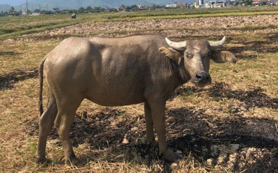 Bí tiền tiêu xài, trộm "đầu cơ nghiệp" của hàng xóm