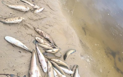 Sét đánh khiến hành tấn cá lóc trong hồ của người dân chết trắng