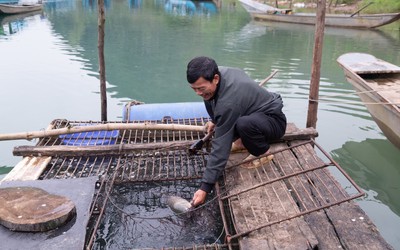 Nghề nuôi loài cá "đặc sản" trên miền di sản Phong Nha Kẻ Bàng