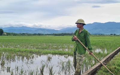 Quảng Bình: Lý do nông dân chọn thợ hồ, bỏ hoang hơn 6000 ha đất lúa