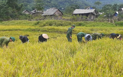 Hành trình 10 năm bội đội biên phòng đưa cây lúa nước lên với đồng bào Mày