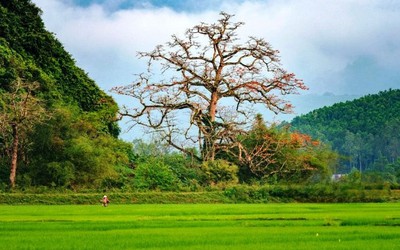 Chiêm ngưỡng cây gạo hàng trăm năm tuổi ở Quảng Bình